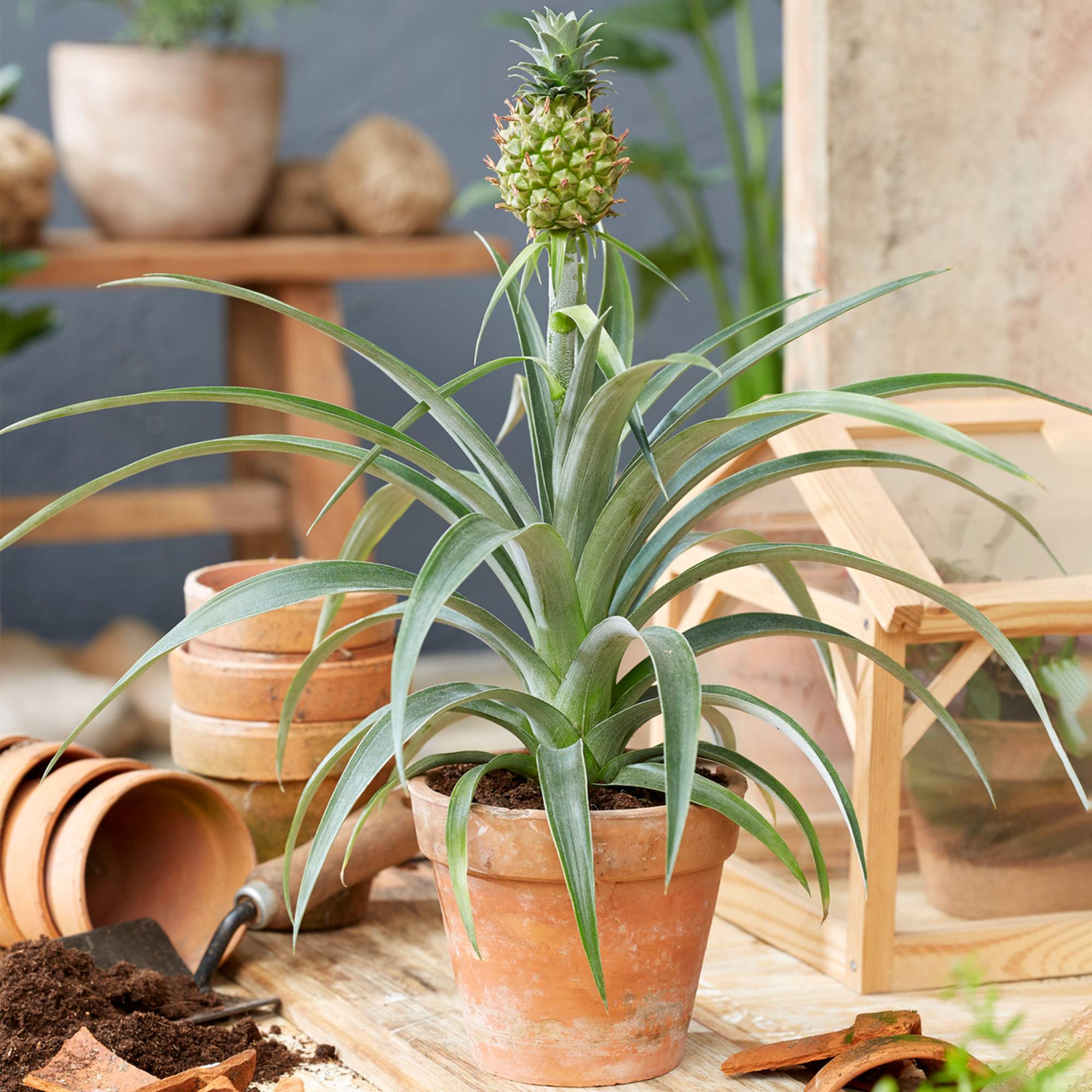 Gardenersdream - Ananas Comosus Amigo – Plante D’Ananas | Meilleure Plante D’Intérieur | 35-45 Cm En Pot - GardenersDream