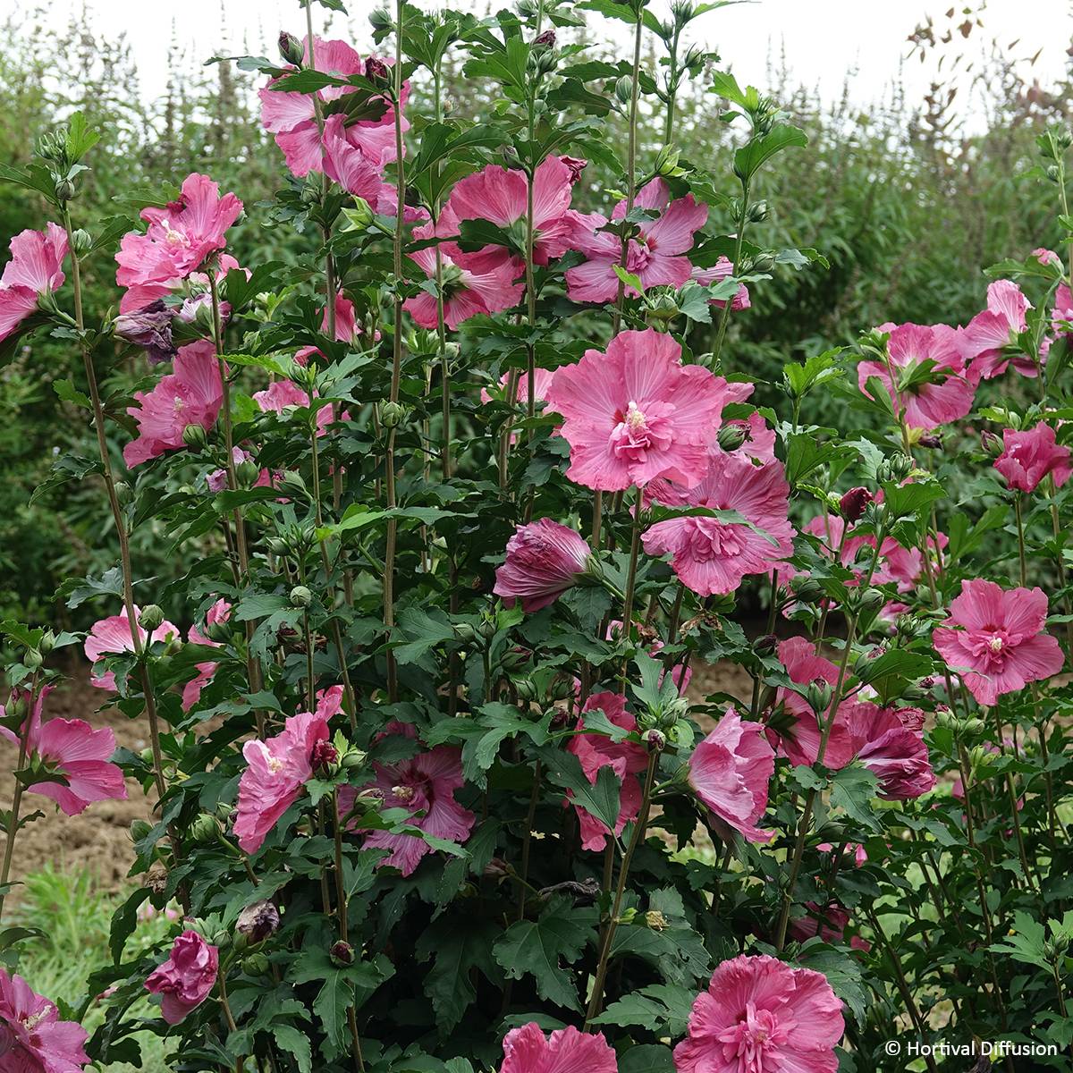 Promesse de Fleurs - Hibiscus syriacus Pompei - Althéa double Pot de 4L/5L