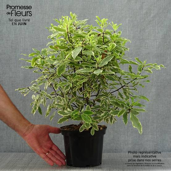 Pittosporum eugenoides Variegatum Pot de 3L/4L - Image 2