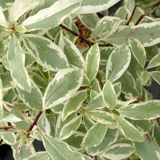 Pittosporum eugenoides Variegatum Pot de 3L/4L - Image 1