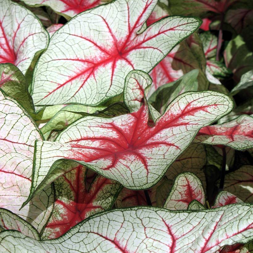 Caladium Fiesta Bulbe calibre I
