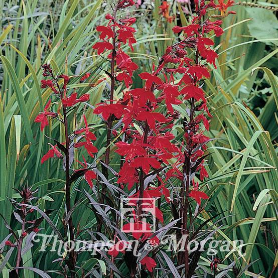Promesse de Fleurs - Graines de Lobelia fulgens Queen Victoria le sachet de 20 graines environ