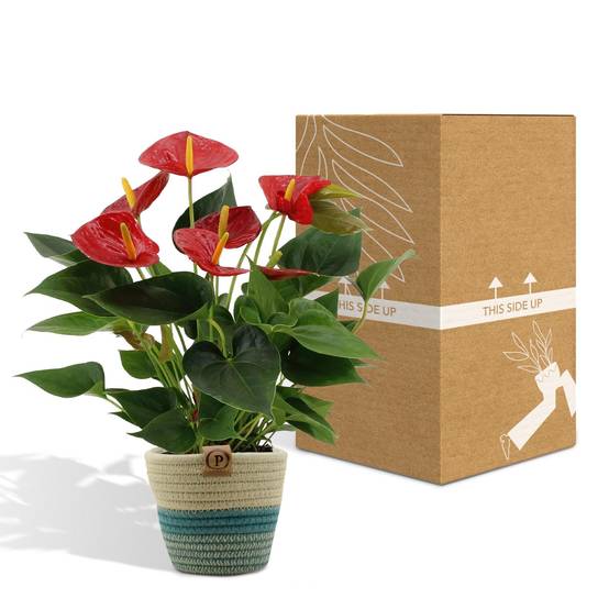 Anthurium andreanum Diamond Red et son pot- La Green Touch Panier - Hauteur 45cm - Image 5