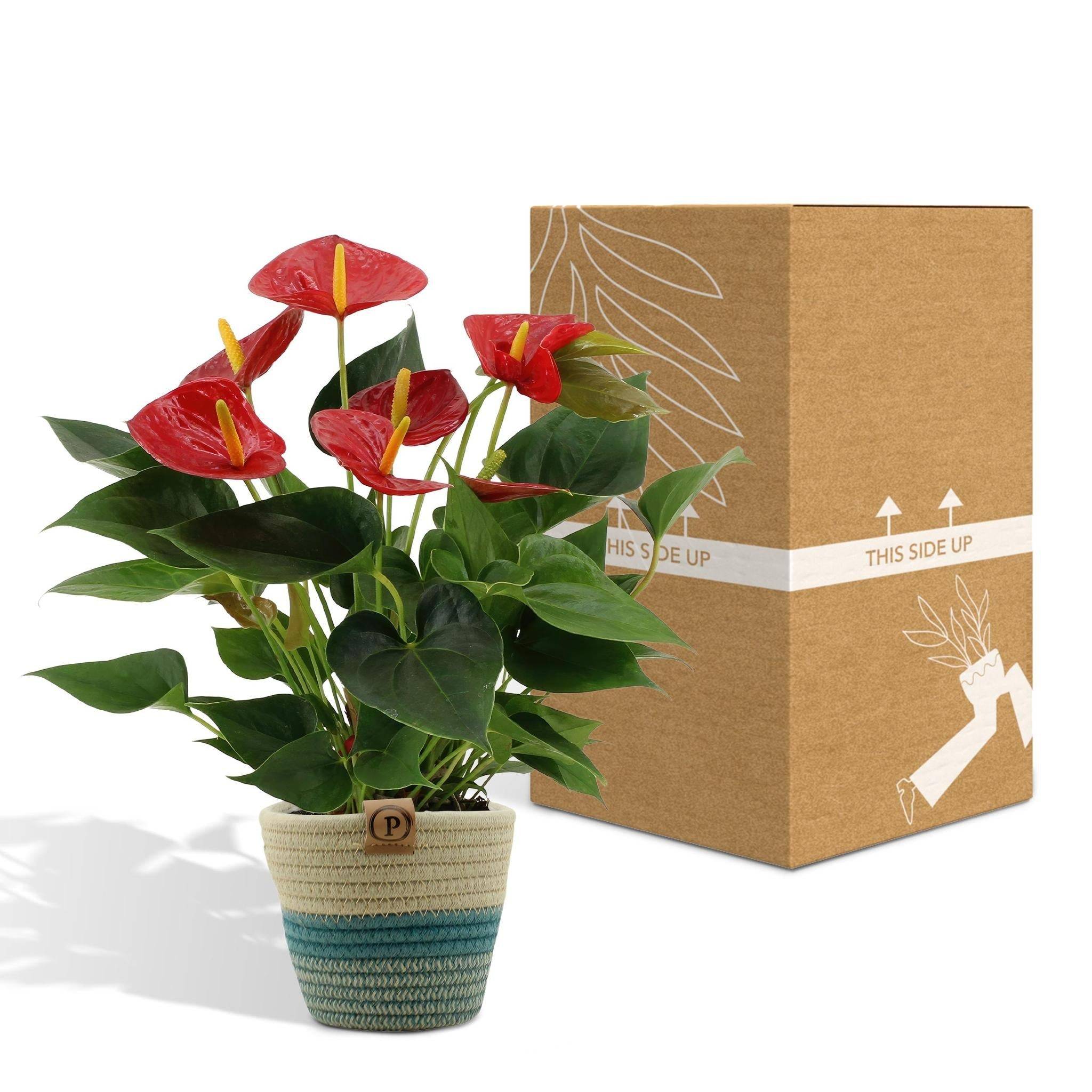 Anthurium andreanum Diamond Red et son pot- La Green Touch Panier - Hauteur 45cm - Image 5