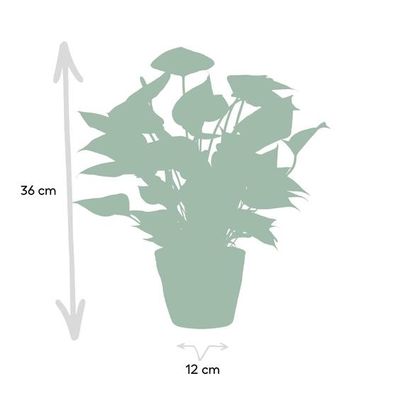 Anthurium andreanum Diamond Red et son pot- La Green Touch Panier - Hauteur 45cm - Image 4