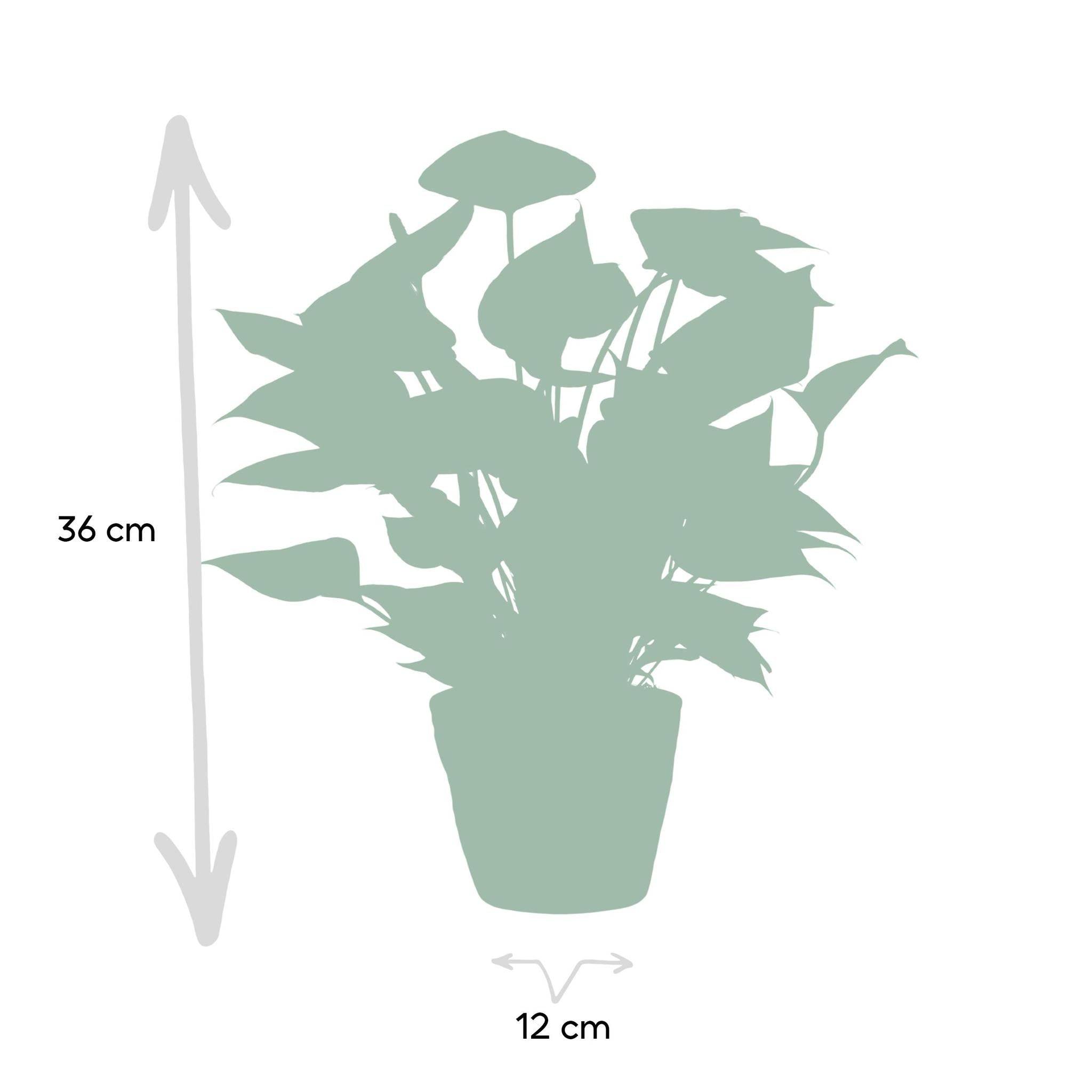 Anthurium andreanum Diamond Red et son pot- La Green Touch Panier - Hauteur 45cm - Image 4