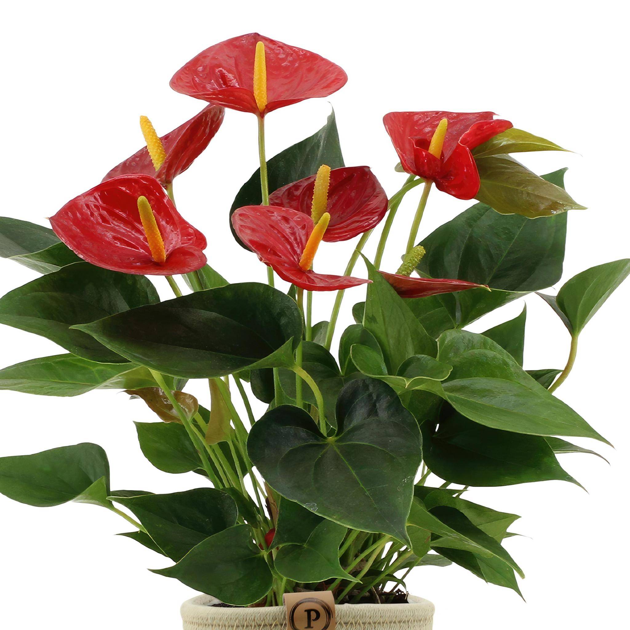 Anthurium andreanum Diamond Red et son pot- La Green Touch Panier - Hauteur 45cm - Image 3