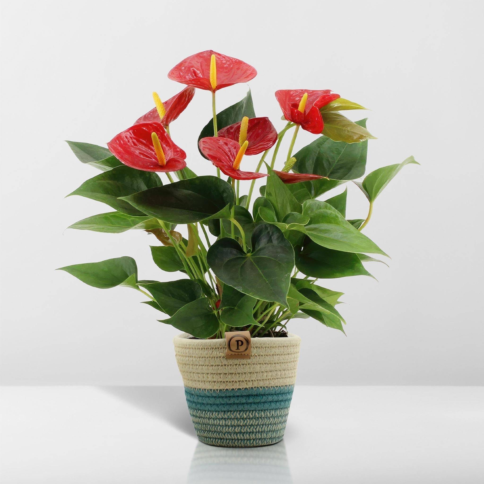 Anthurium andreanum Diamond Red et son pot- La Green Touch Panier - Hauteur 45cm - Image 6