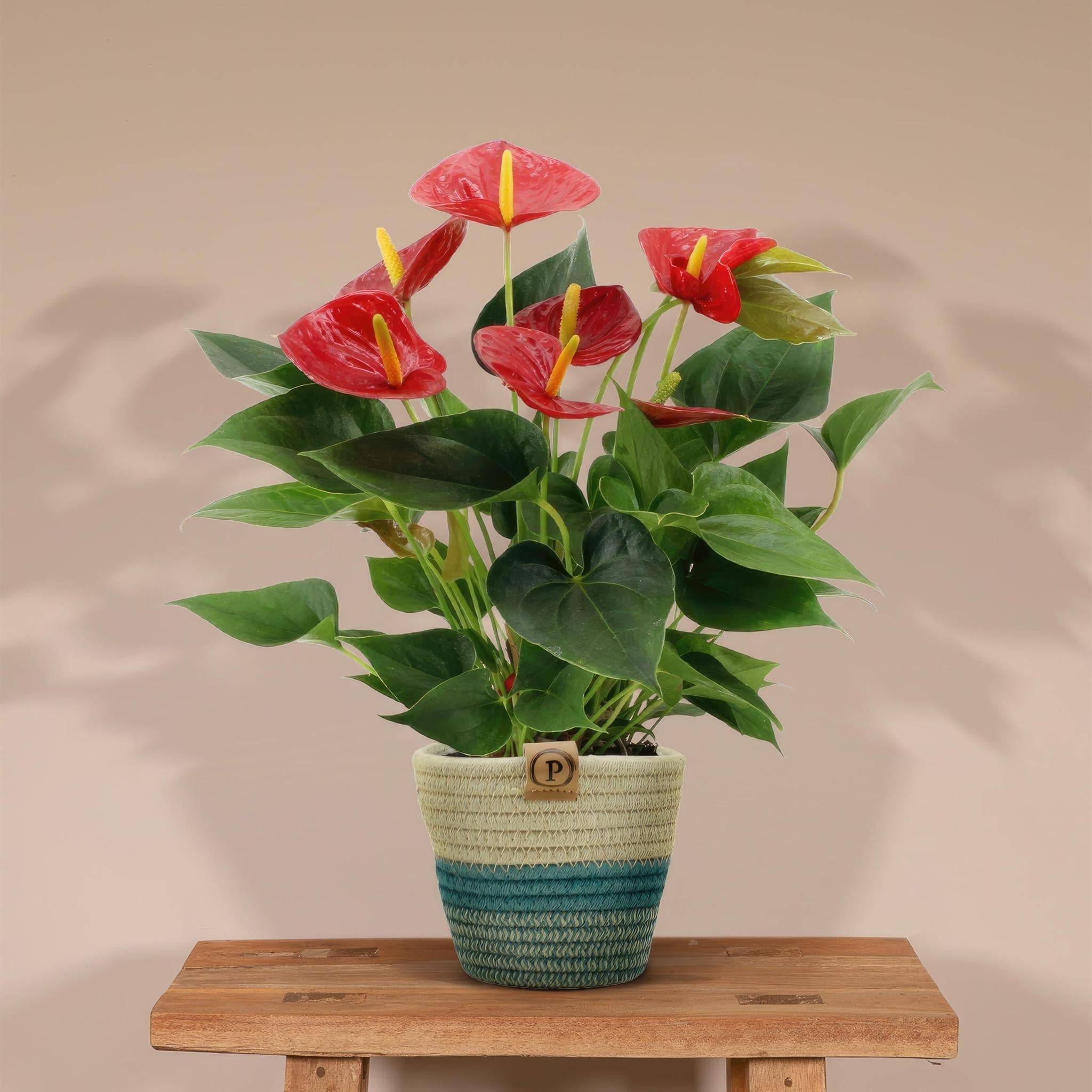 Anthurium andreanum Diamond Red et son pot- La Green Touch Panier - Hauteur 45cm - Image 2