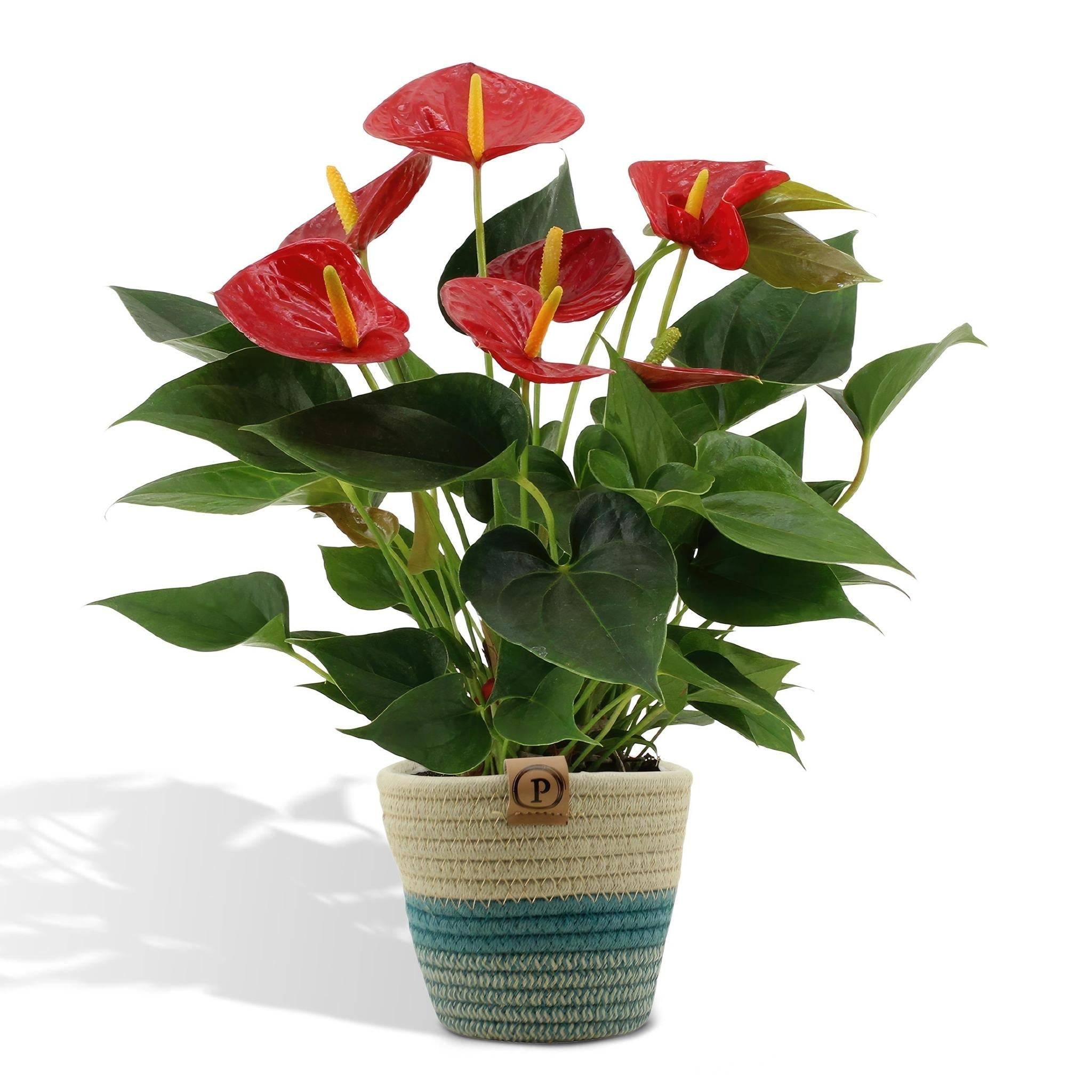 Anthurium andreanum Diamond Red et son pot- La Green Touch Panier - Hauteur 45cm - Image 1