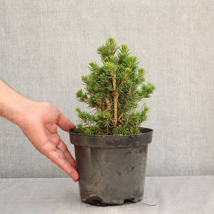 Épicéa commun nain - Picea abies Tompa Pot de 3L/4L - Image 2