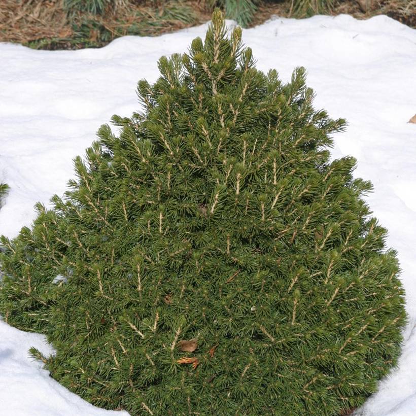 Épicéa commun nain - Picea abies Tompa Pot de 3L/4L - Image 1