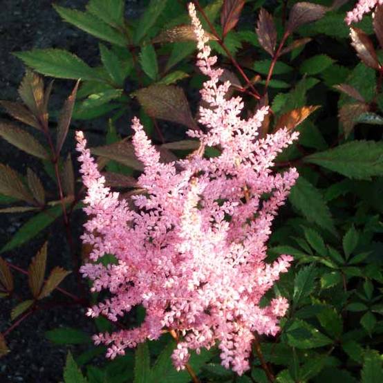 Astilbe arendsii Erika Godet de 8/9 cm