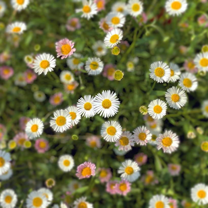 Promesse de Fleurs - Graines d'Erigeron karvinskianus Profusion - Vergerette le sachet de 350 graines environ (0,03g)