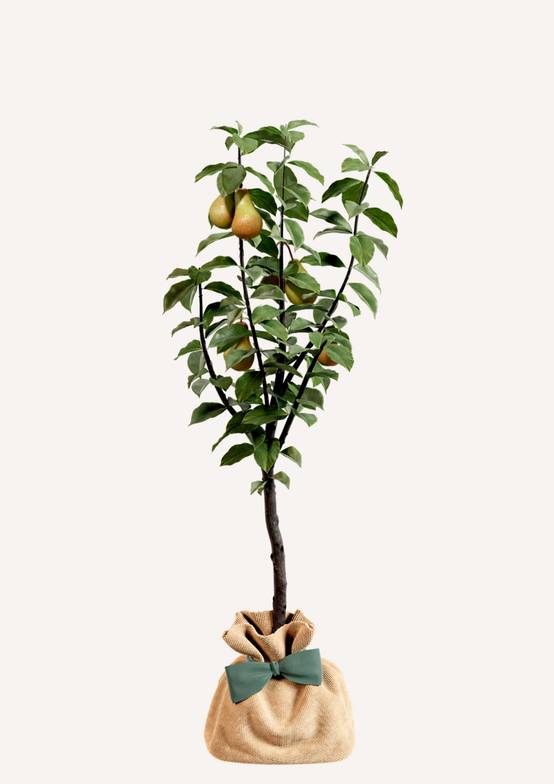 JUSTE UN ARBRE. – Poirier Conférence | Offrez un arbre fruitier pour naissance, mariage, anniversaire – À planter en jardin, production abondante. - Image 3