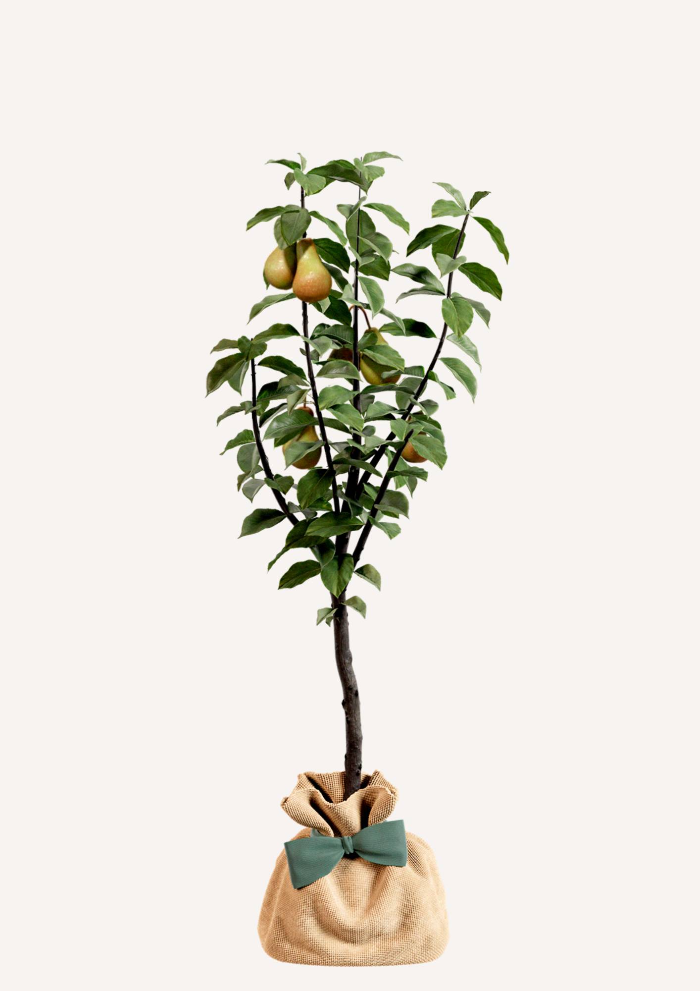 JUSTE UN ARBRE. – Poirier Conférence | Offrez un arbre fruitier pour naissance, mariage, anniversaire – À planter en jardin, production abondante. - Image 3