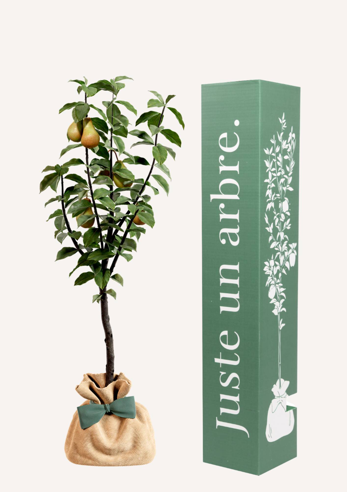 JUSTE UN ARBRE. – Poirier Conférence | Offrez un arbre fruitier pour naissance, mariage, anniversaire – À planter en jardin, production abondante.