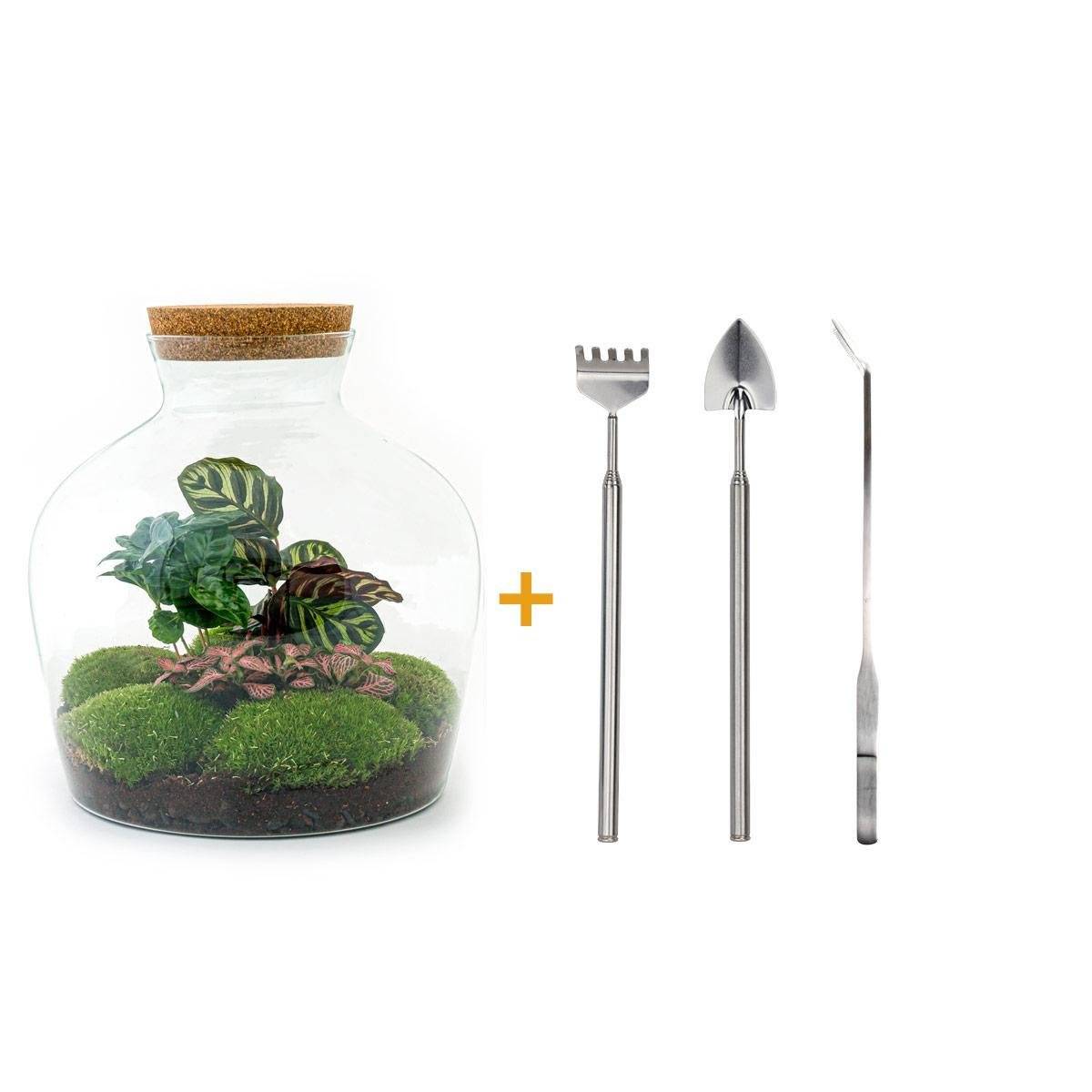La Green Touch - Kit Terrarium DIY - JOY- La Green Touch  Calathea + Caféier + Fittonia rouge - Rateau + pelle + Pince