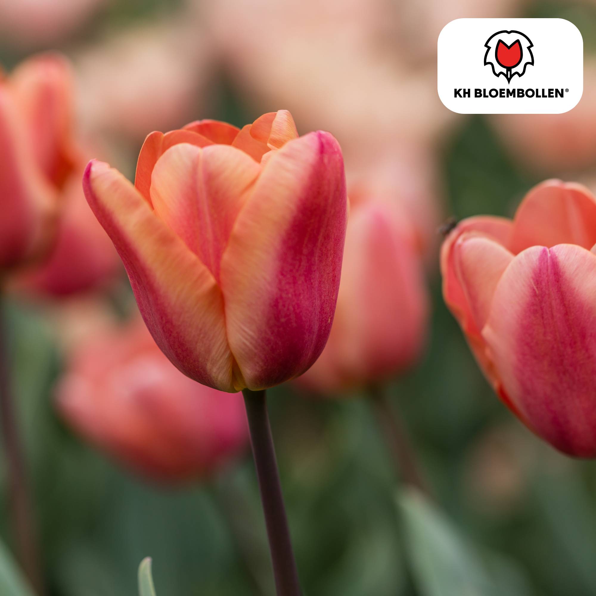 La Green Touch - Tulipe Apricot Foxx - 20 bulbes - Image 1