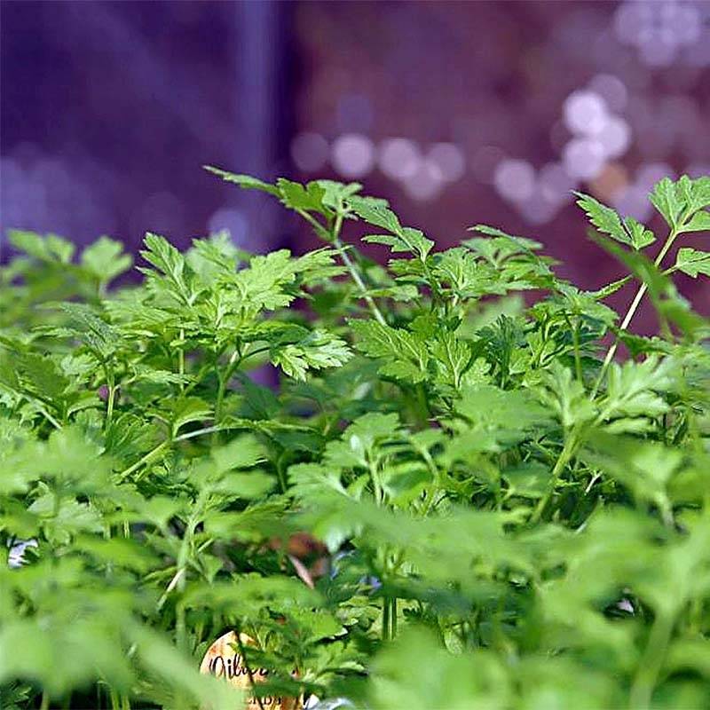 Promesse de Fleurs - Cerfeuil commun Bio le sachet de 500 graines environ (1,5g)