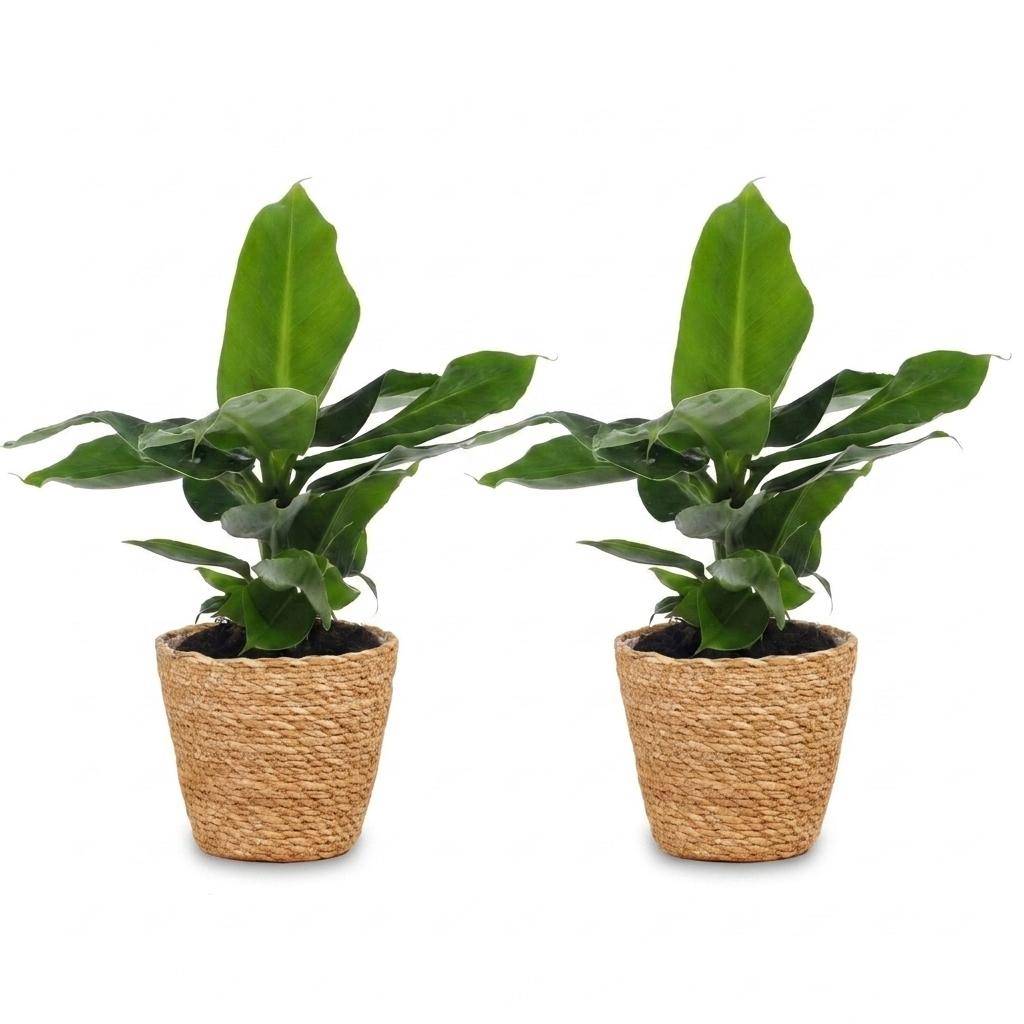 La Green Touch - Musa Oriental Dwarf - Bananier nain - Lot de 2 plantes - Panier en jonc de mer inclus - Pot Ø12 cm, H 30 cm - Image 2