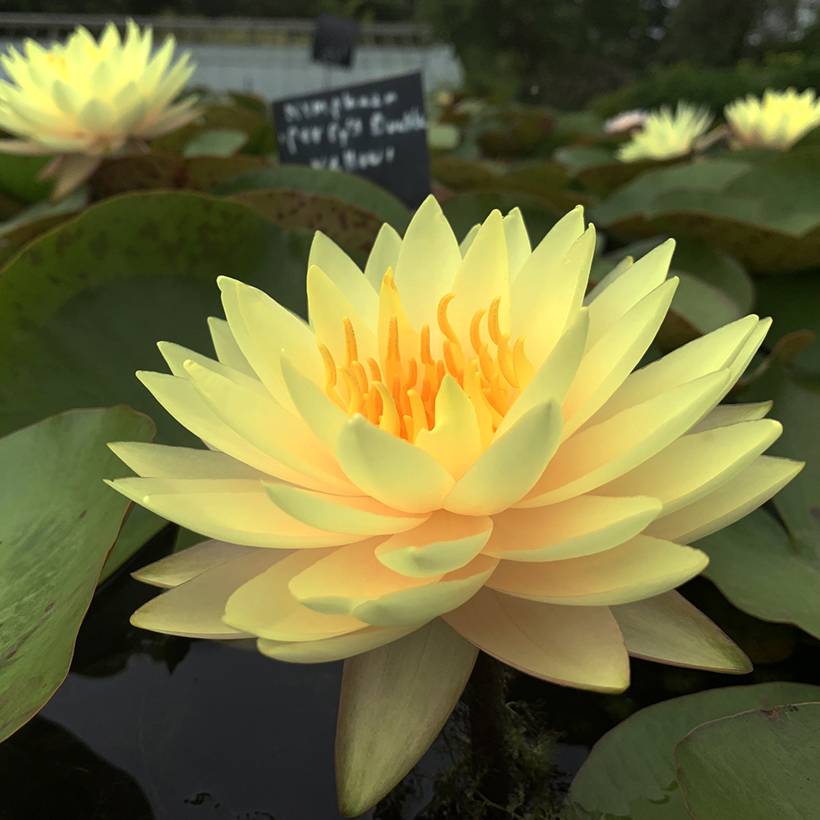 Nymphaea Double Yellow - Nénuphar rustique jaune double Pot de 1,5L/2L