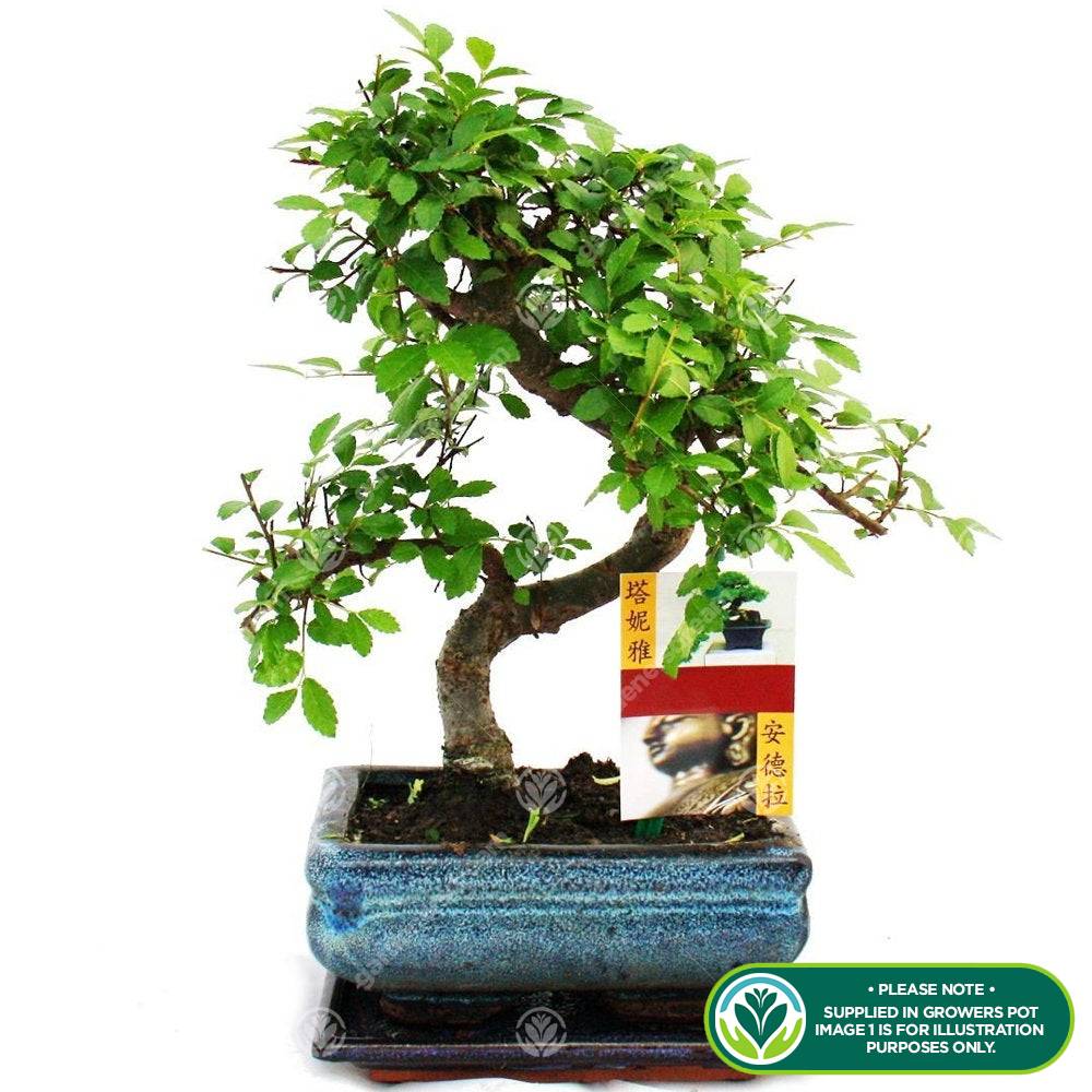 Gardenersdream - Bonsaï Orme De Chine - Arbre D'Intérieur Japonais En Forme De "S" Vivant En Pot De 15 Cm - GardenersDream - Image 2