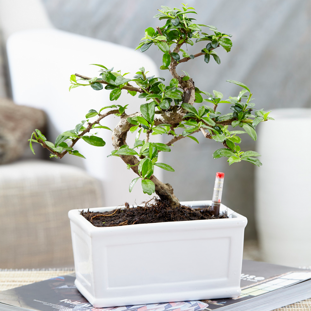 Gardenersdream - Bonsaï Orme De Chine - Arbre D'Intérieur Japonais En Forme De "S" Vivant En Pot De 15 Cm - GardenersDream - Image 1