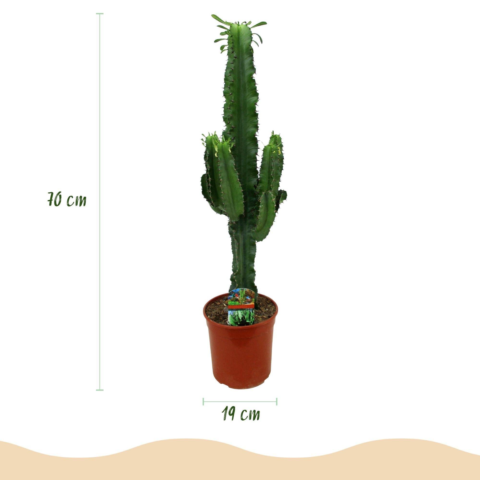 La Green Touch - Euphorbia Eritrea - D19 H70cm - Image 4