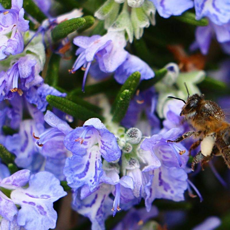 Romarin prostré à fleurs Bleue - feuillage Persistant - Pot de 3L - 20/40 cm- hauteur à maturité De 0,15 m à 0,50 m - Image 3