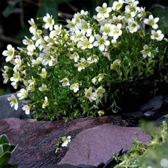 Saxifrage arendsii Pixie White - Gazon Turc Godet de 8/9 cm