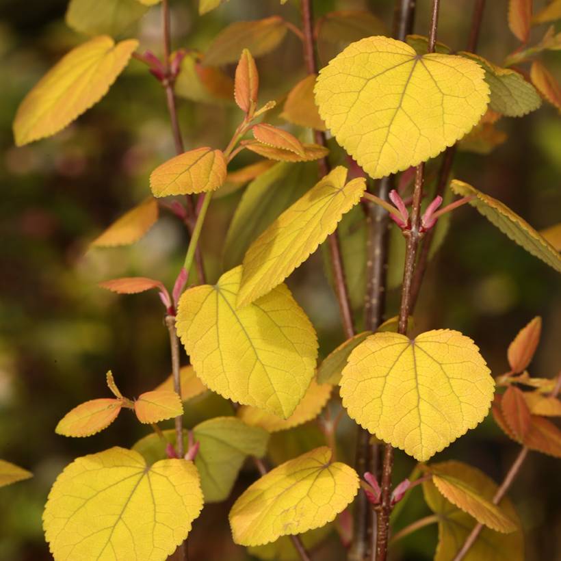 Promesse de Fleurs - Arbre à caramel nain - Cercidiphyllum japonicum Râ Pot de 4L/5L