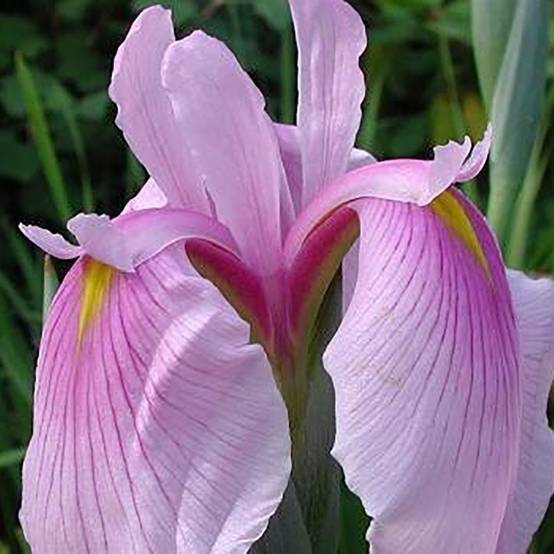 Iris du Japon - Iris ensata Rose Queen Godet de 8/9 cm - Image 2