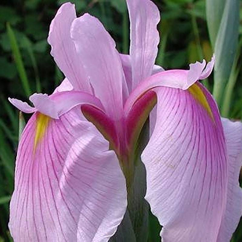 Iris du Japon - Iris ensata Rose Queen Godet de 8/9 cm - Image 2
