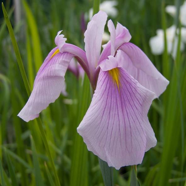 Iris du Japon - Iris ensata Rose Queen Godet de 8/9 cm - Image 3