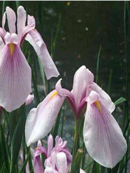 Iris du Japon - Iris ensata Rose Queen Godet de 8/9 cm - Image 1