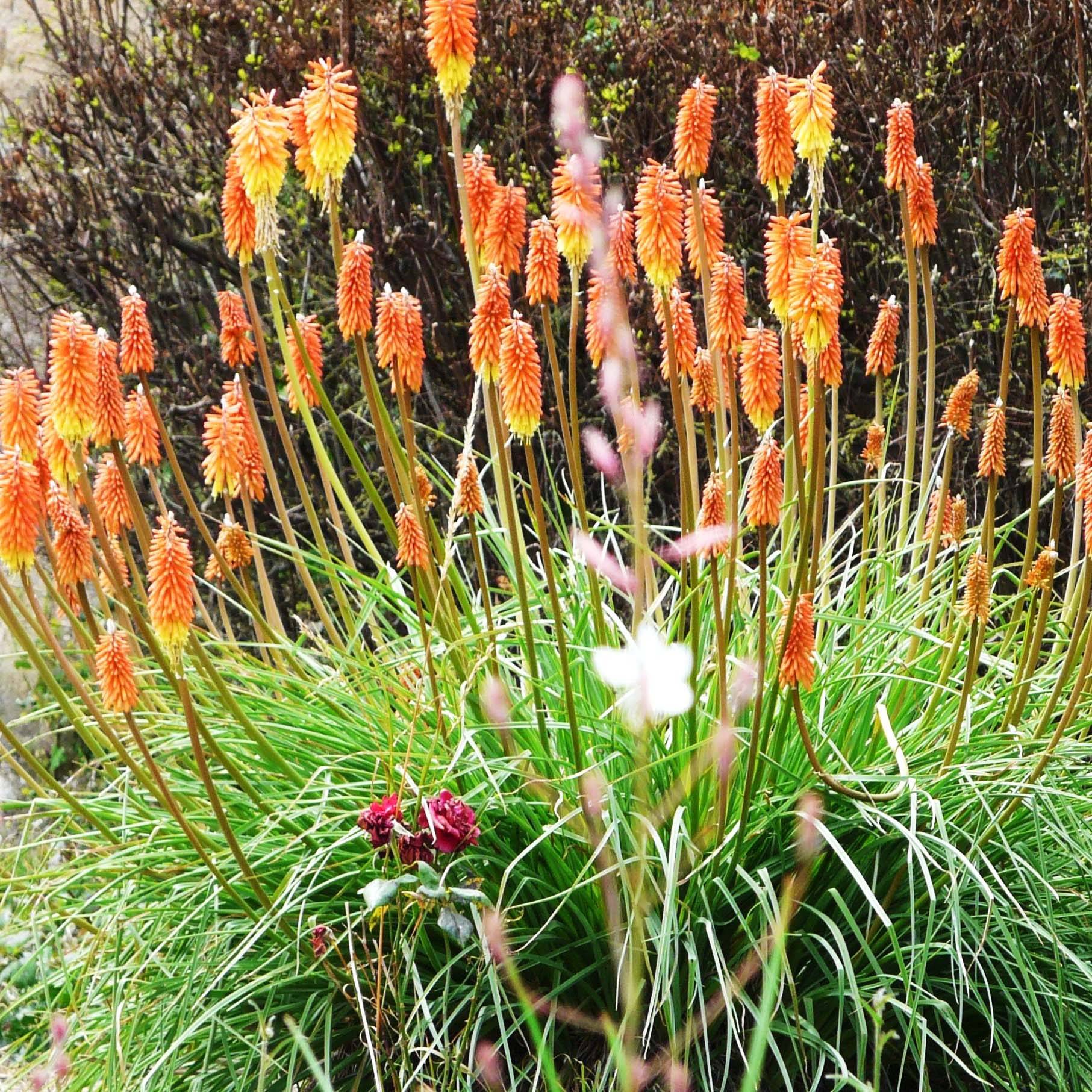 Promesse de Fleurs - Kniphofia uvaria -Tritoma Godet de 8/9 cm
