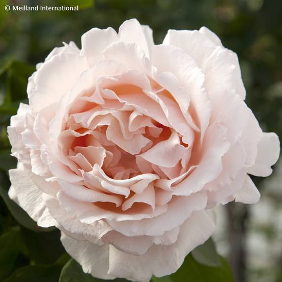 Promesse de Fleurs - Rosier grimpant André Le Nôtre Pot de 4L/5L