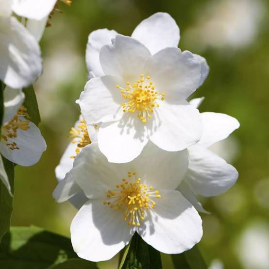 Promesse de Fleurs - Philadelphus Petite Perfume White Pot de 3L/4L