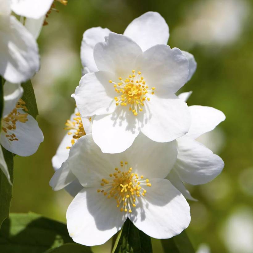 Promesse de Fleurs - Philadelphus Petite Perfume White Pot de 3L/4L