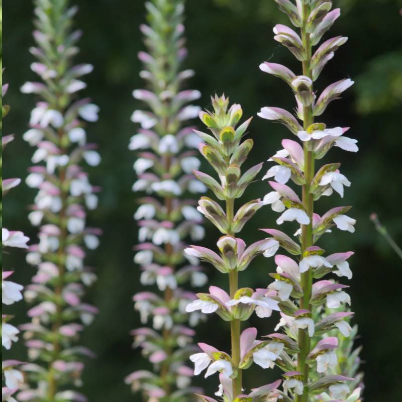 Acanthe molle, Acanthus à fleurs Blanche - feuillage Caduc - Godet - 5/20 cm- hauteur à maturité De 1,00 m à 1,50 m - Image 10