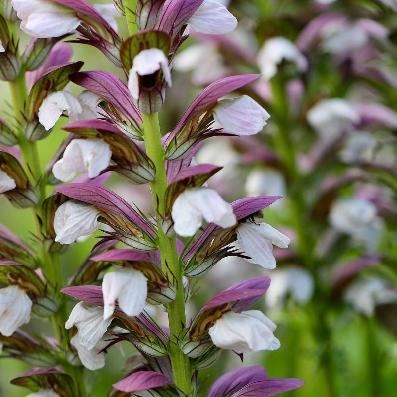 Acanthe molle, Acanthus à fleurs Blanche - feuillage Caduc - Godet - 5/20 cm- hauteur à maturité De 1,00 m à 1,50 m - Image 1