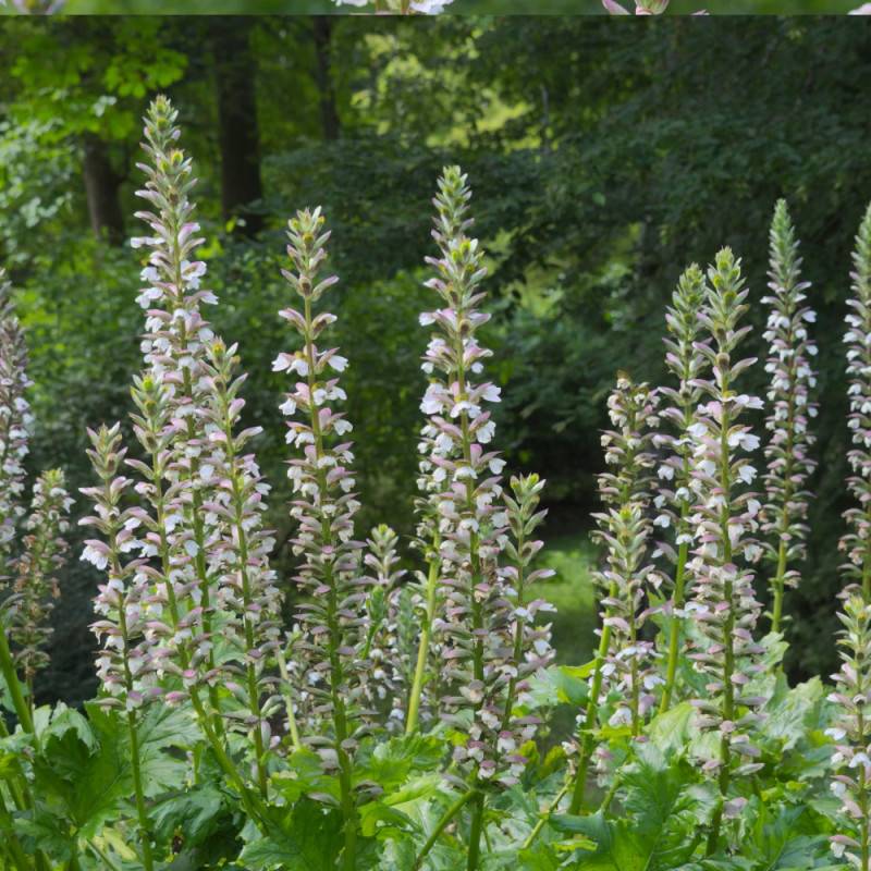 Acanthe molle, Acanthus à fleurs Blanche - feuillage Caduc - Godet - 5/20 cm- hauteur à maturité De 1,00 m à 1,50 m - Image 6