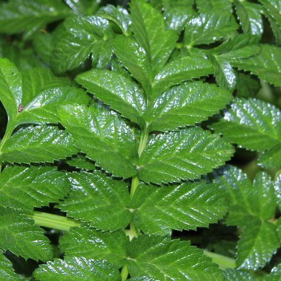 Angelique, Angelica pachycarpa Godet de 8/9 cm
