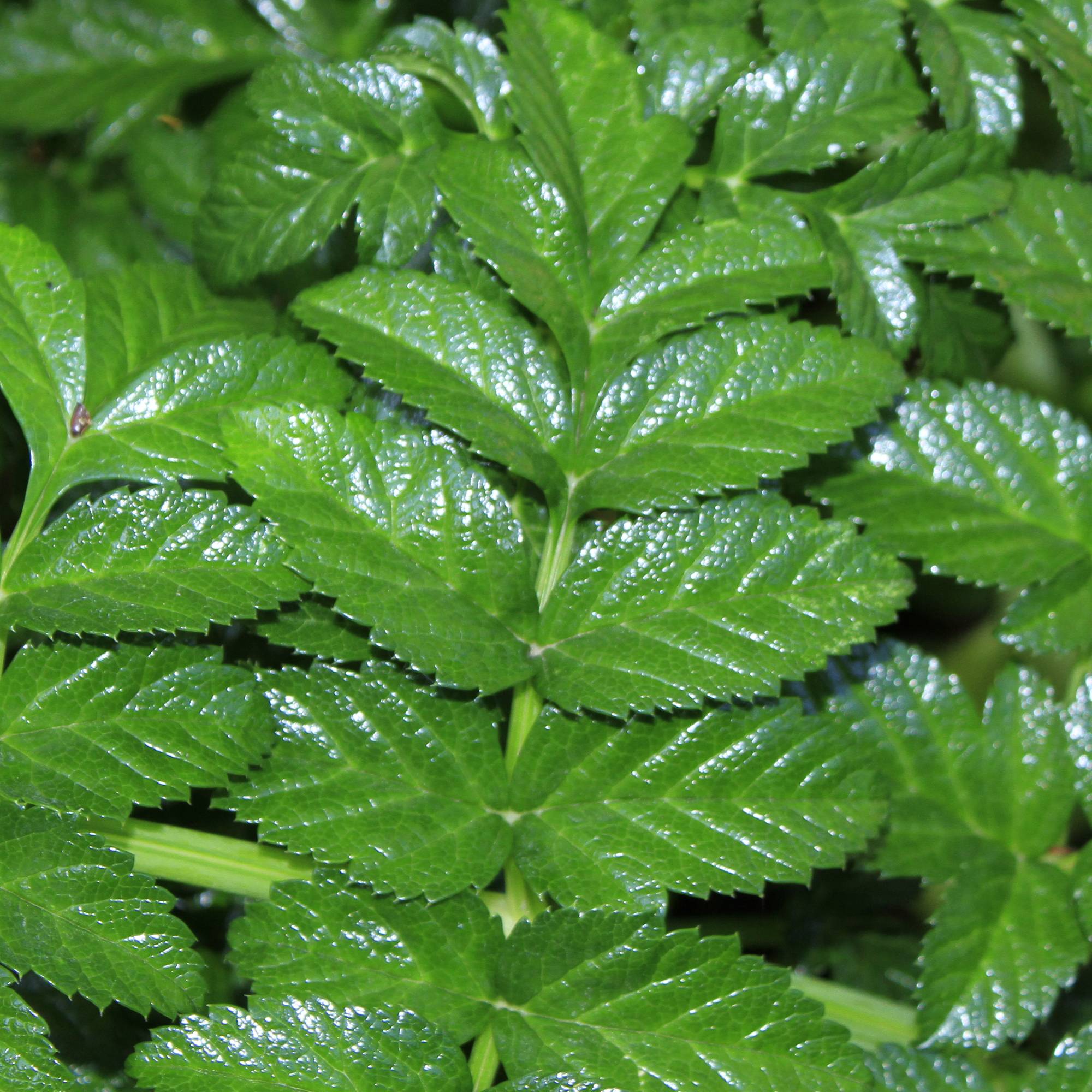 Angelique, Angelica pachycarpa Godet de 8/9 cm