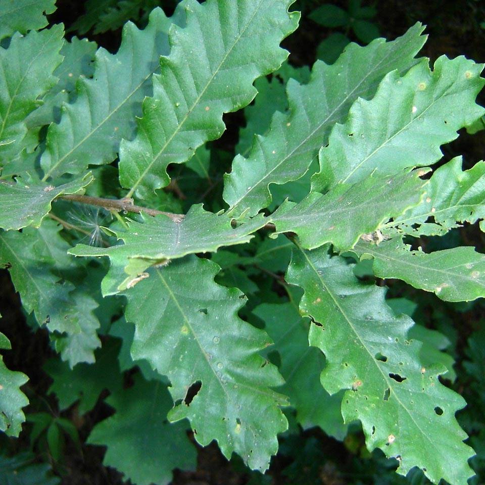 Promesse de Fleurs - Quercus cerris - Chêne chevelu ou Chêne lombard Pot de 7,5L/10L - Image 1