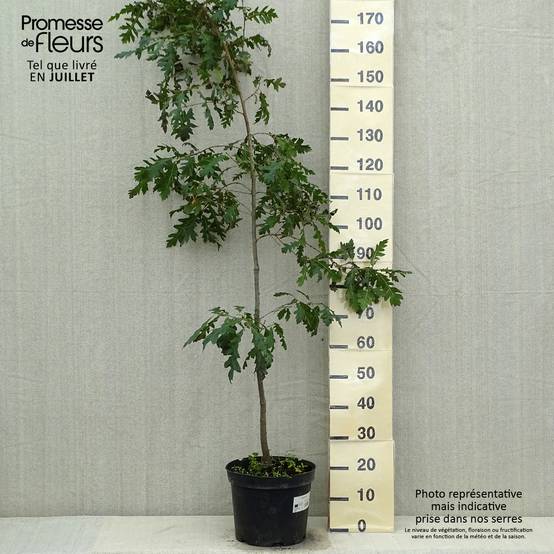 Promesse de Fleurs - Quercus cerris - Chêne chevelu ou Chêne lombard Pot de 7,5L/10L - Image 2
