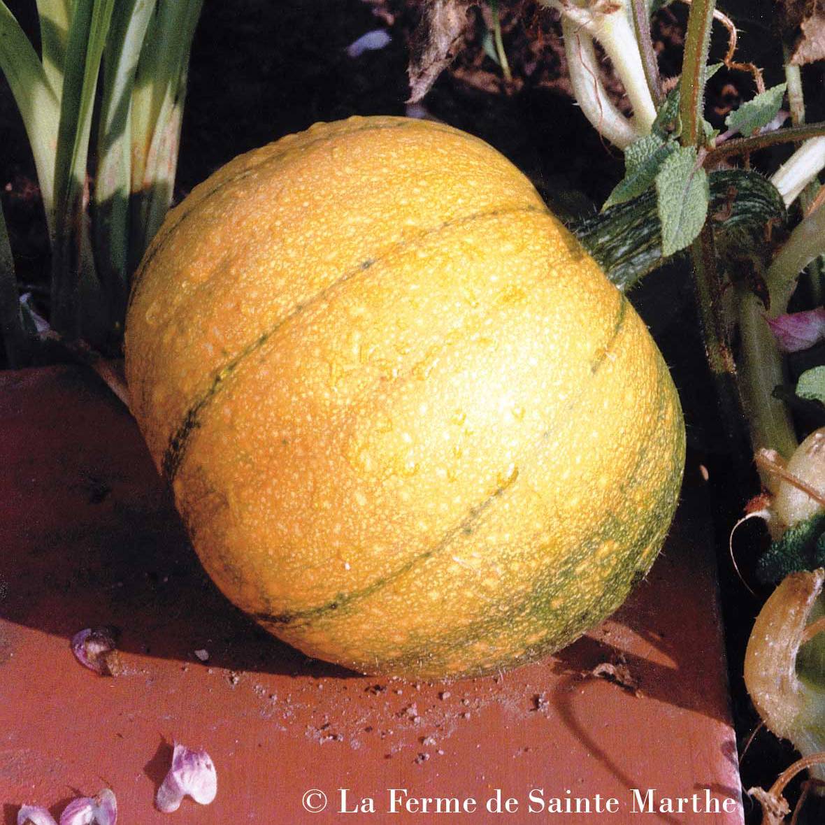 Promesse de Fleurs - Courge Petite sucrée Bio - Ferme de Sainte Marthe  le sachet de 15 graines environ (2g)