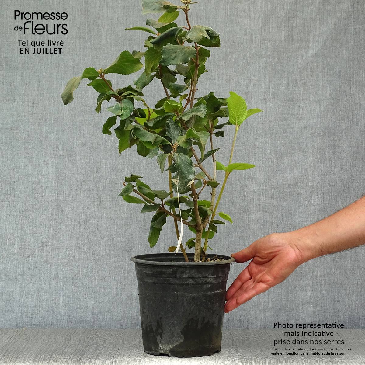 Viorne - Viburnum (x) carlcephalum  Pot de 3L/4L - Image 2