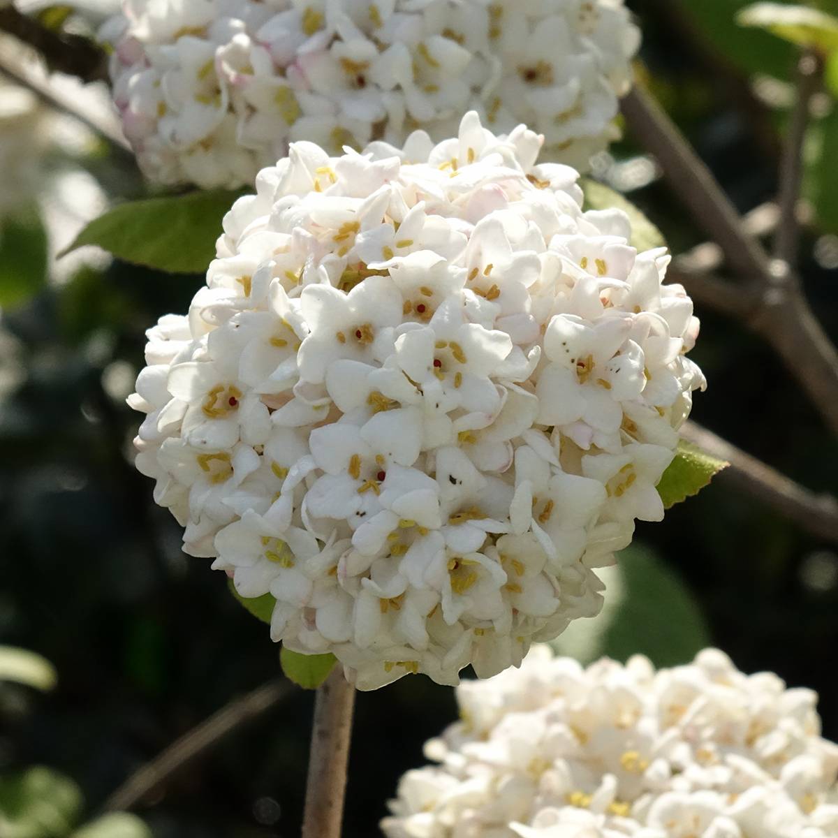 Viorne - Viburnum (x) carlcephalum Pot de 3L/4L - Image 1